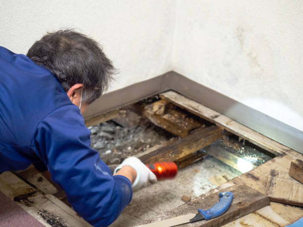 Best Health and Safety Mold Remediation in Grant, NE