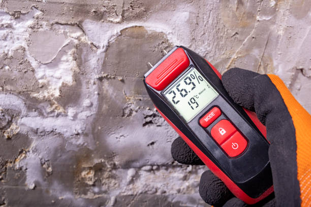 Best Basement Mold Remediation in Grant, NE