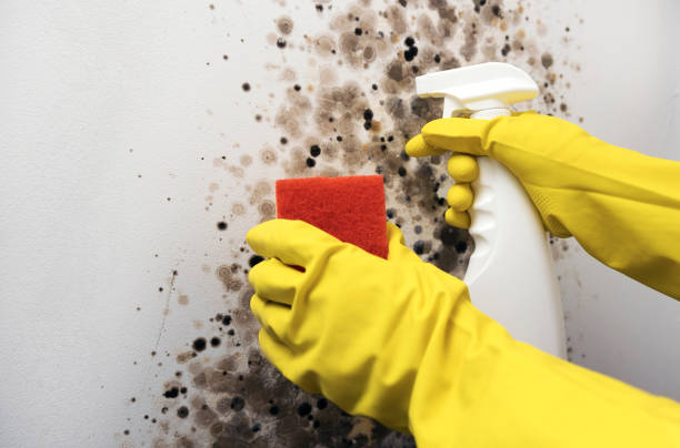 Best Health and Safety Mold Remediation in Grant, NE
