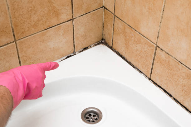 Best Commercial Mold Remediation in Grant, NE